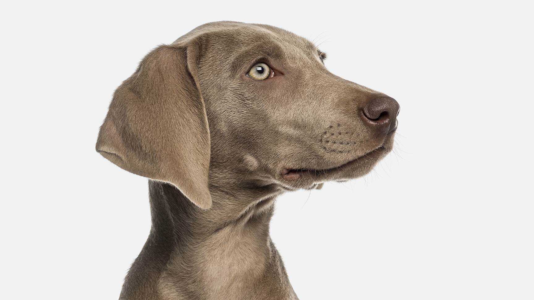 Weimeraner Hund