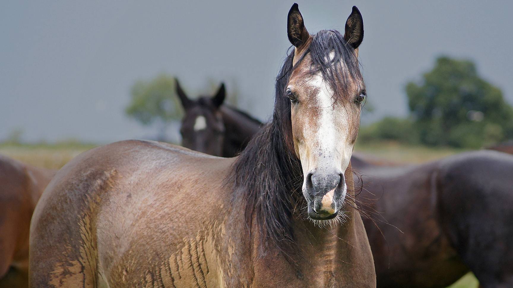 Horse in the rain