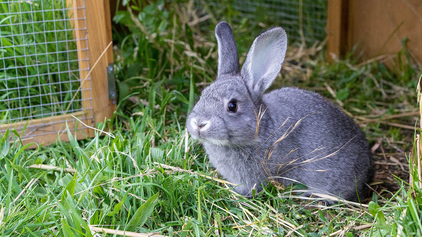 Kaninchen im Gras