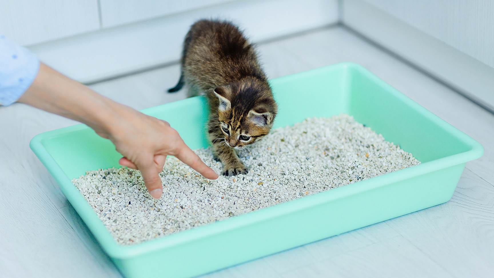 Kätzchen benutzt Katzenklo