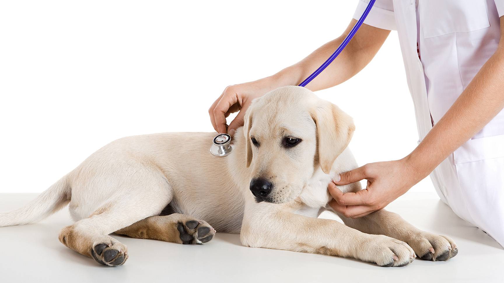 Dog veterinarian stethoscope