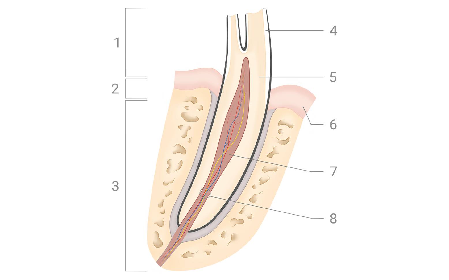 Schematic diagram of the structure of a horse tooth
