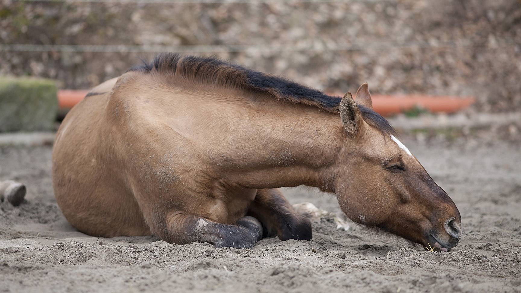 Liegendes Pferd