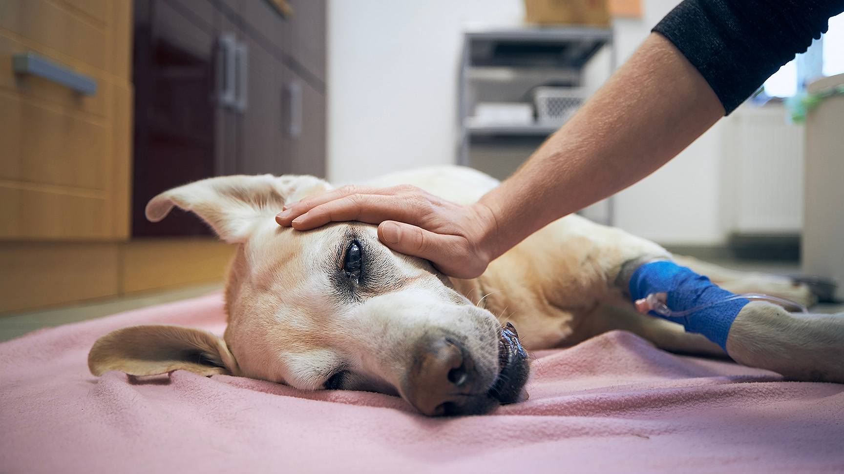 Dog with hand on head receives infusion
