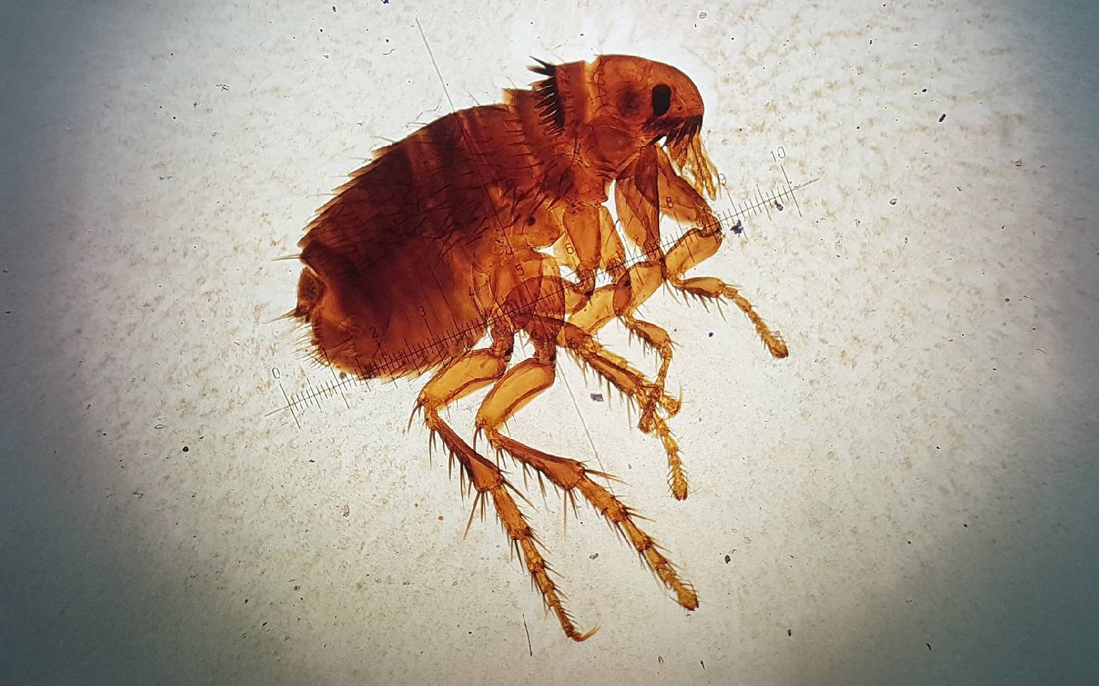 Flea under a microscope