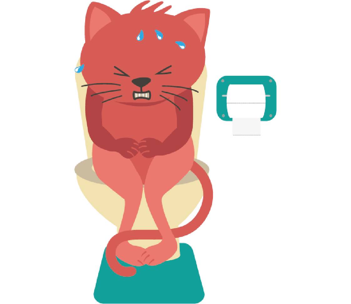 Cat experiencing pain when urinating