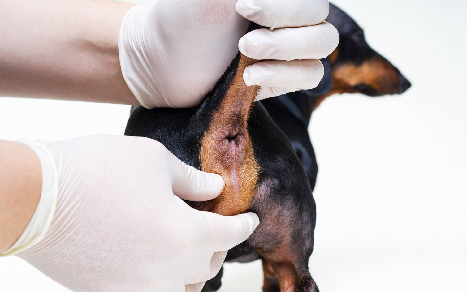 Examination of the anal sacs