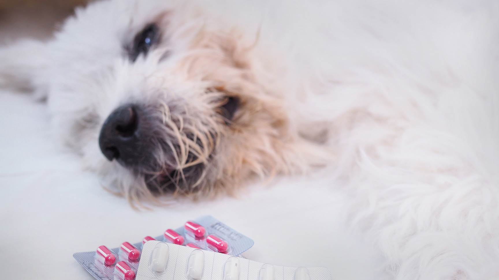 Hund mit Tabletten
