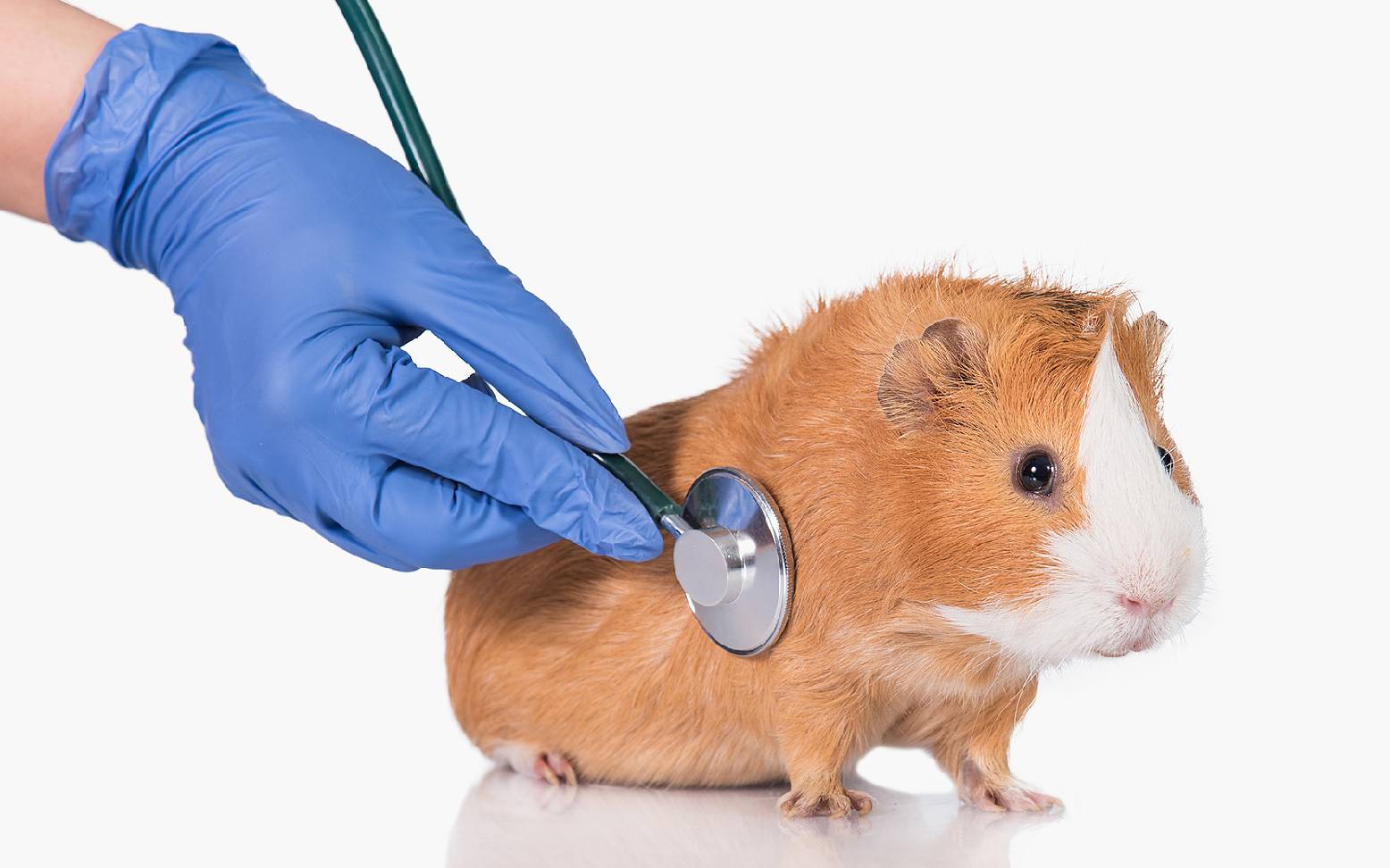 Guinea pig with stethoscope