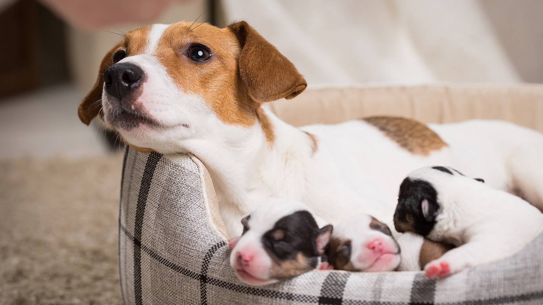 Hündin mit Welpen