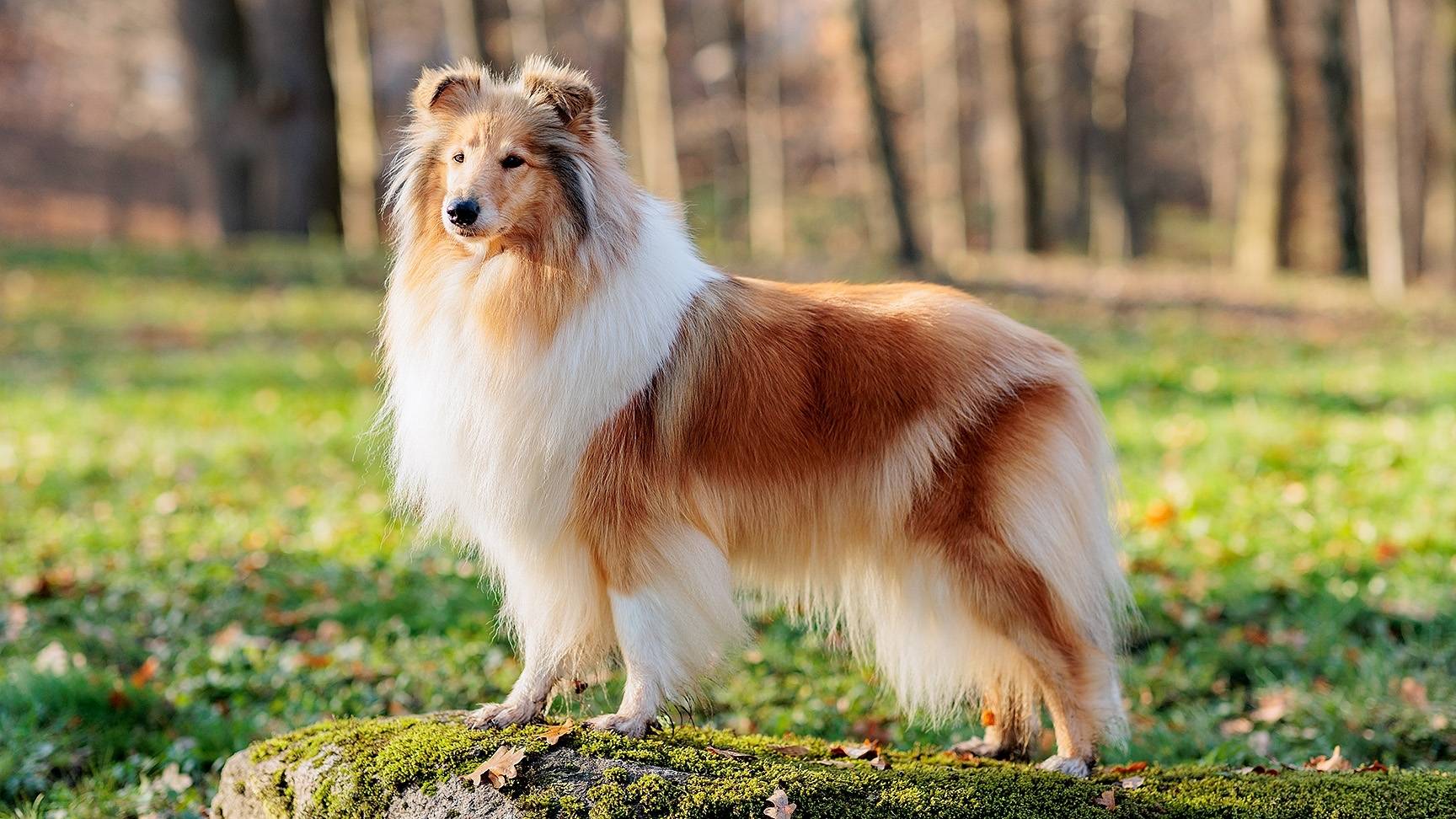 Collie