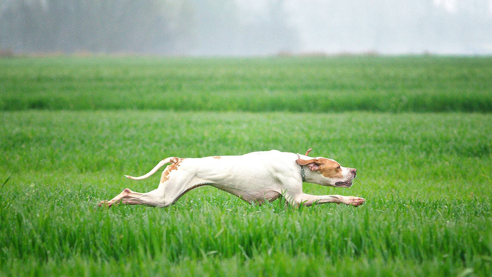 Running dog