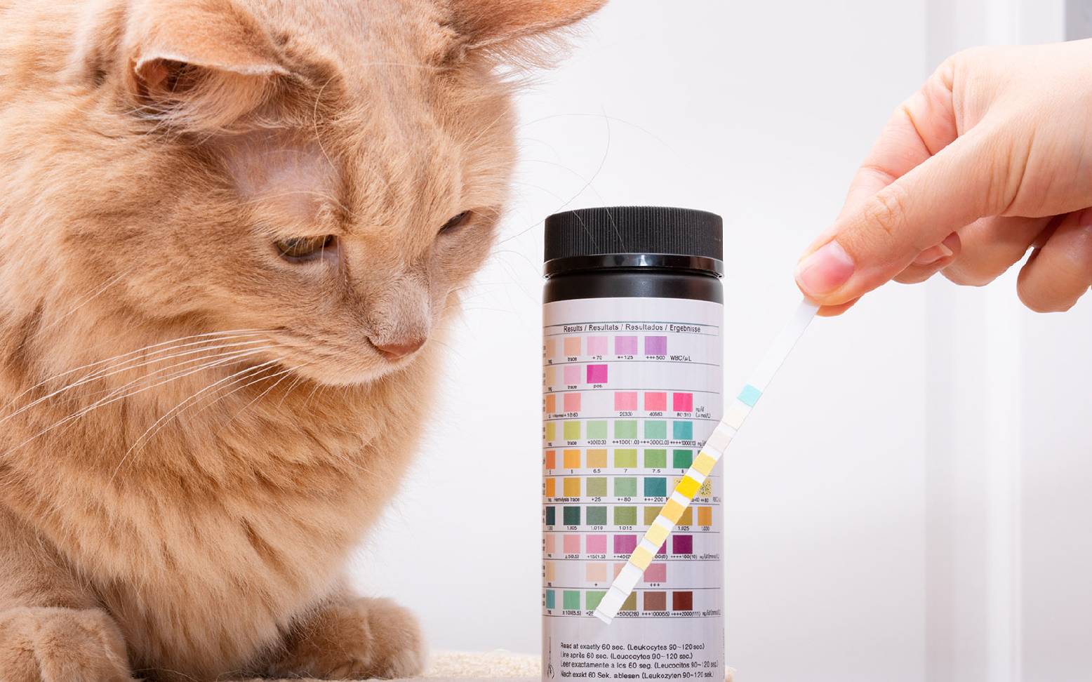 Urinteststeifen Katze