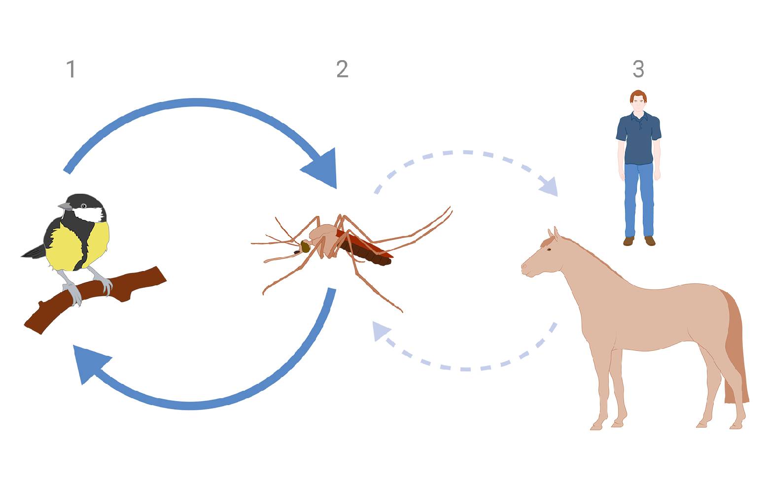 Schema der Übertragung des West-Nil-Viruses