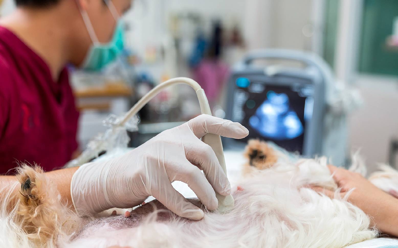 Ultrasound examination for dogs