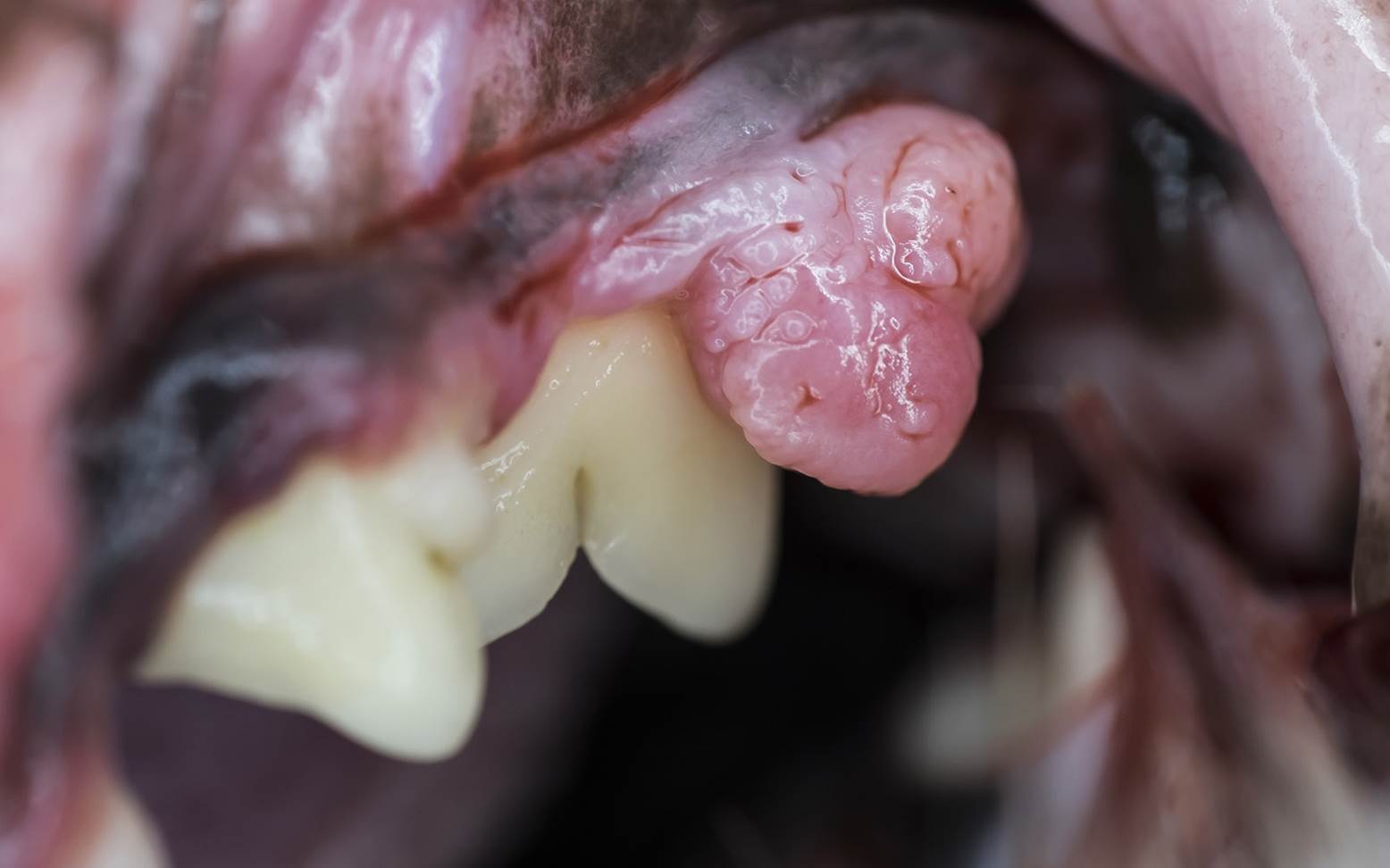 Mouth cavity tumor in dogs