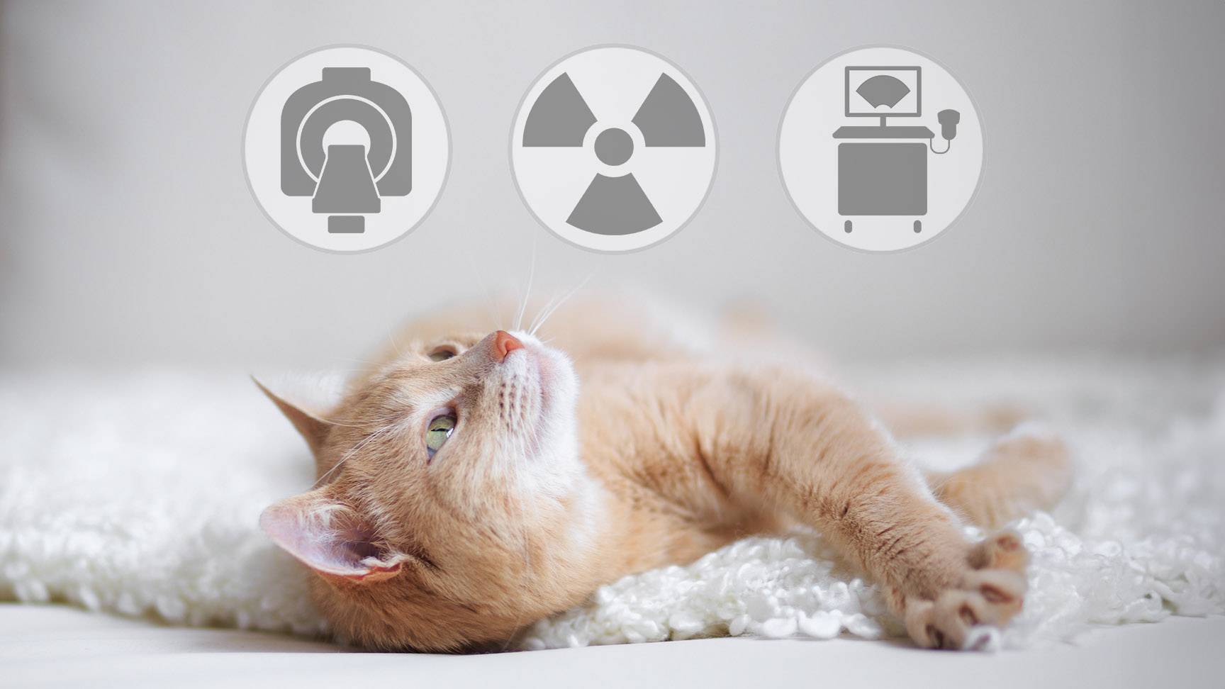 Bildgebende Diagnostik