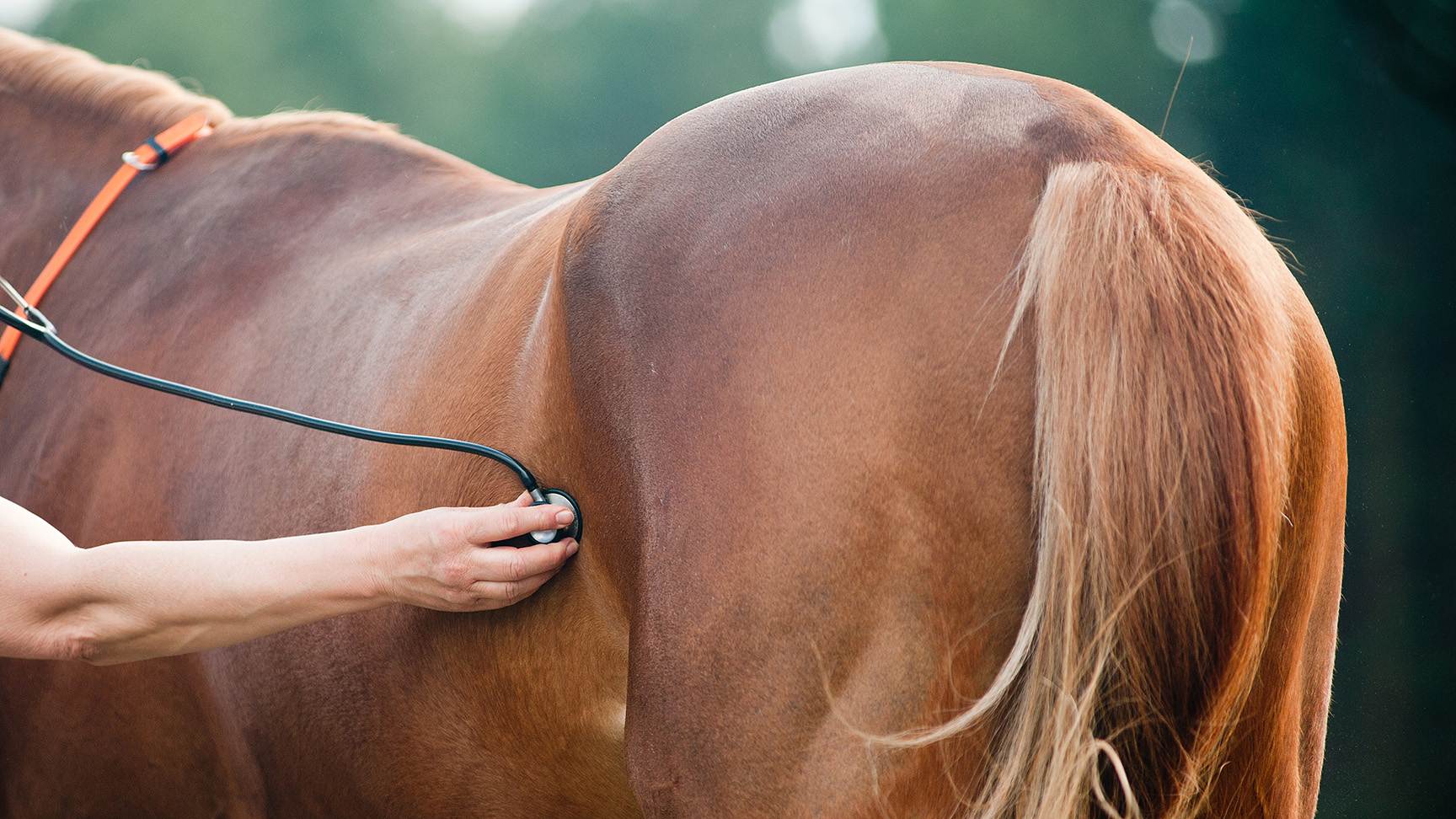 Pferd wird abgehöhrt