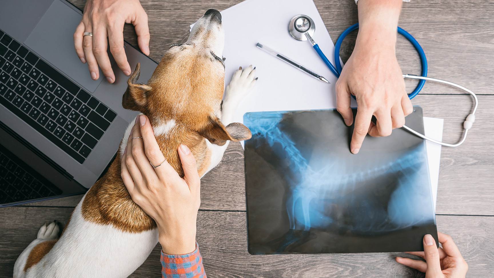 Hund mit Röntgenbild