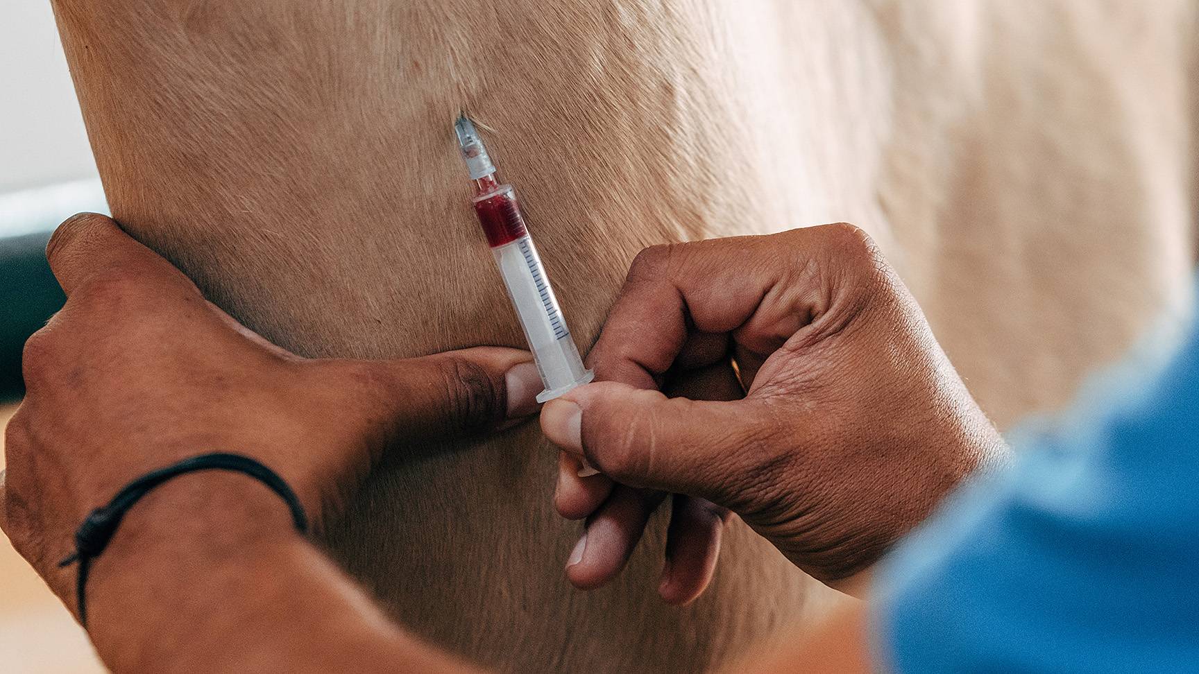 Blood collection from horse