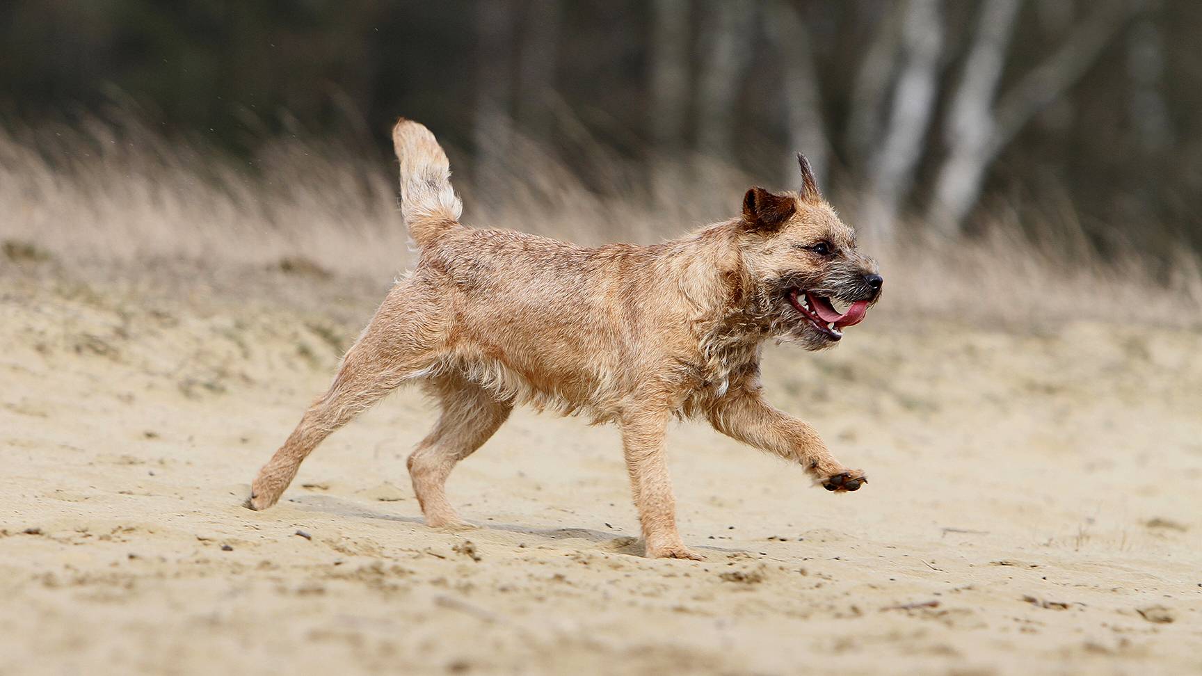 Laufender, kleiner Hund