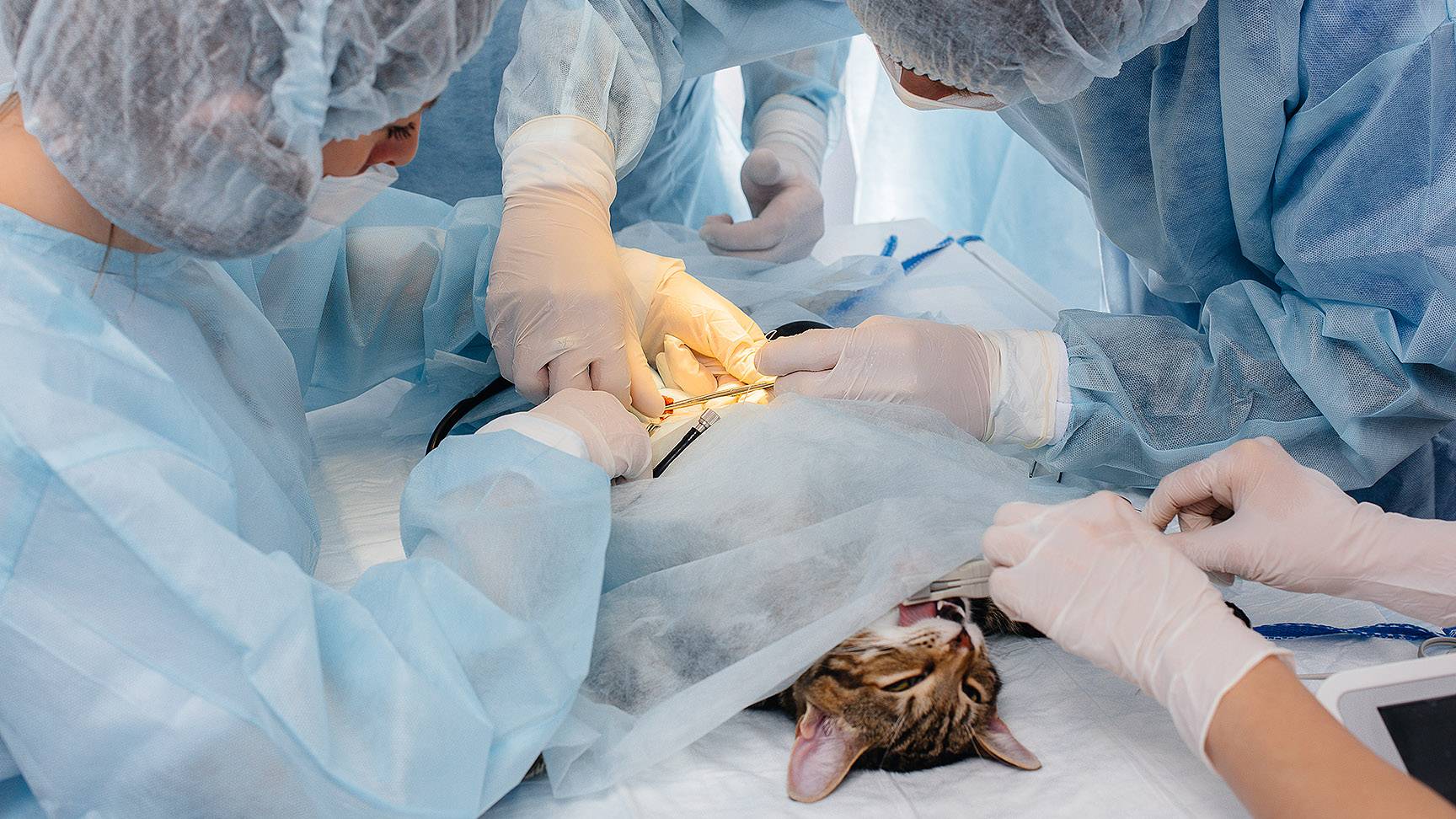 Operation einer Katze