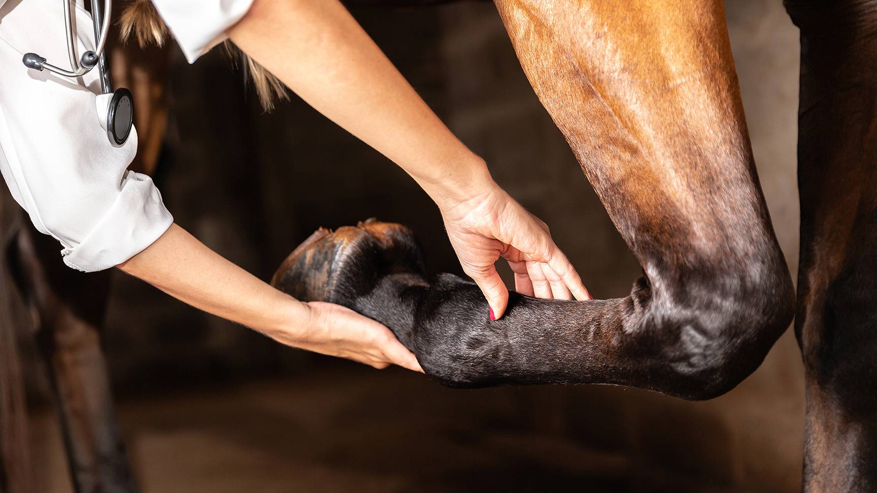 Examination of the tendons on the foreleg of the horse