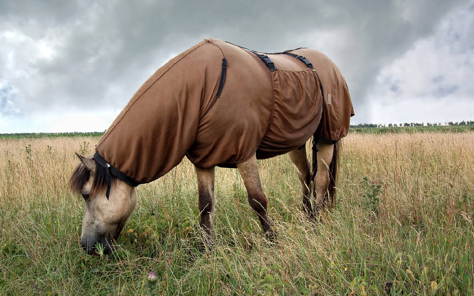 Pferd mit Fliegendecke