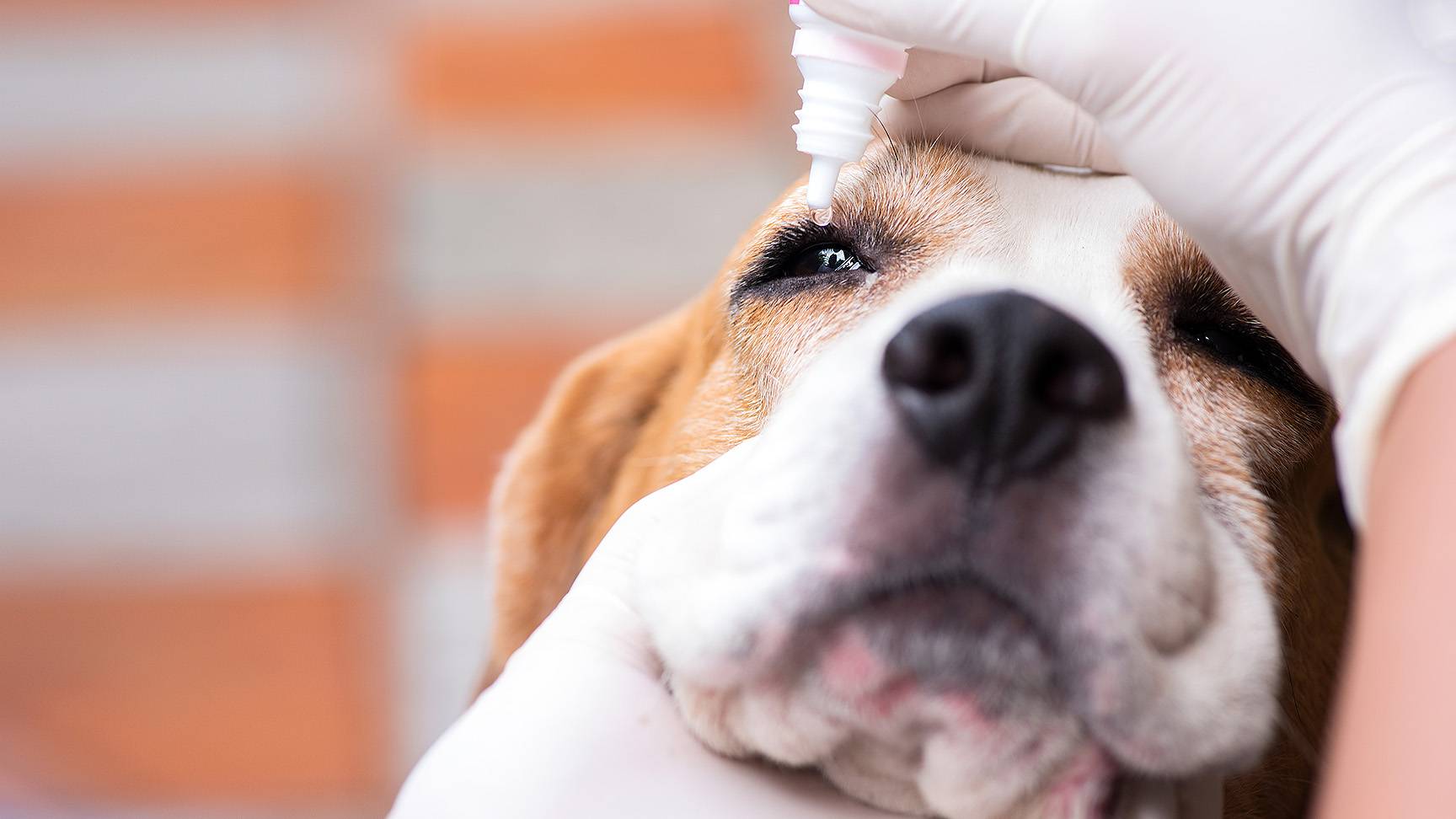 Administration of eye drops dog
