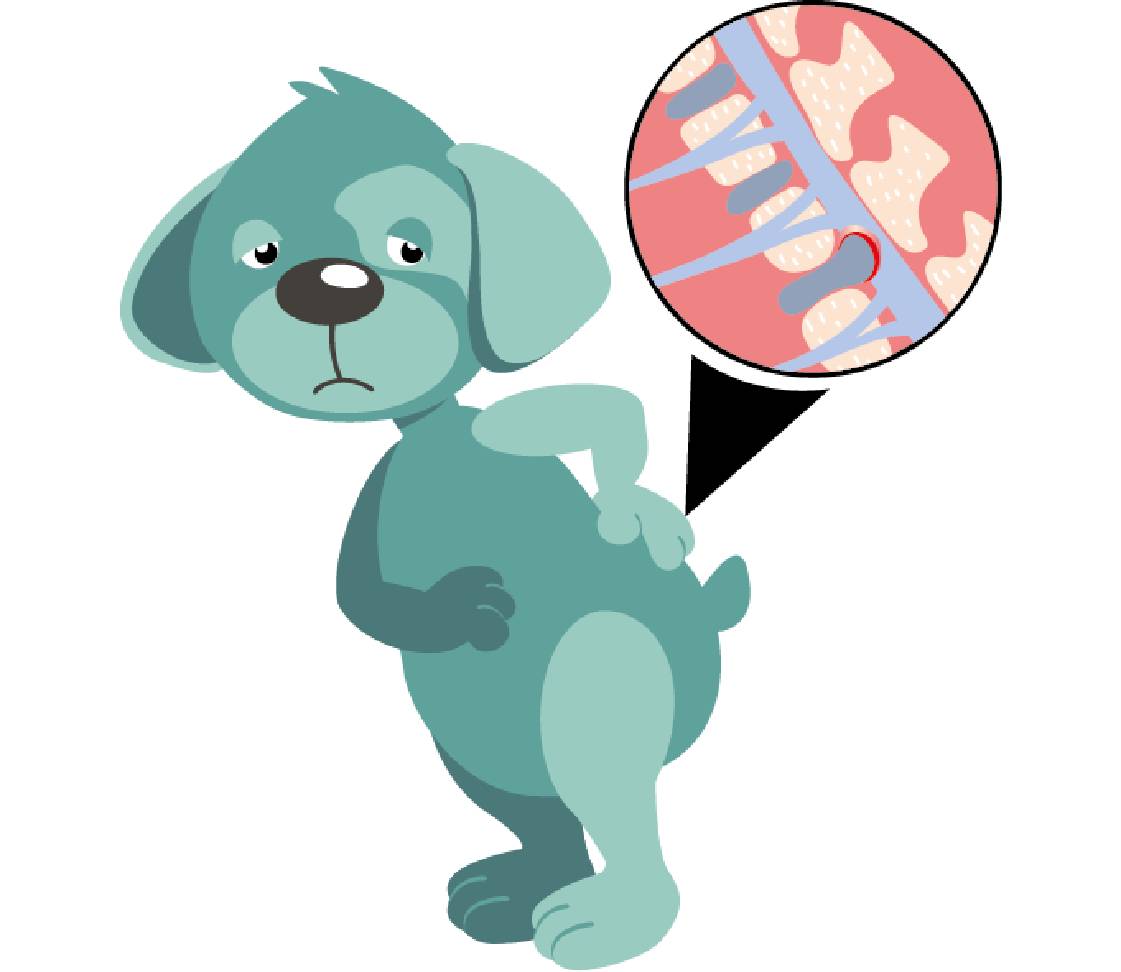 Hund Oskar mit Rückenschmerzen