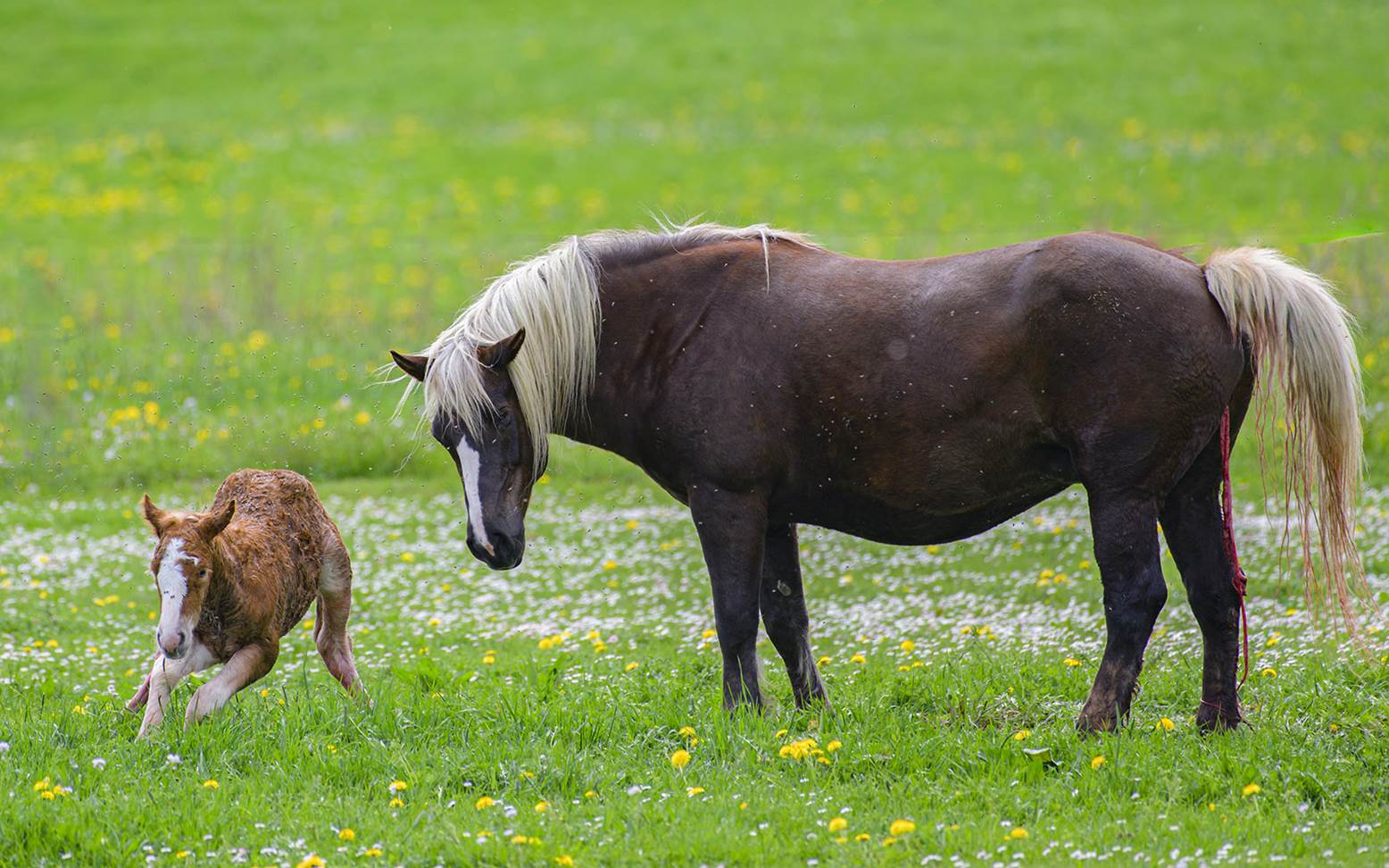 Stute mit Fohlen