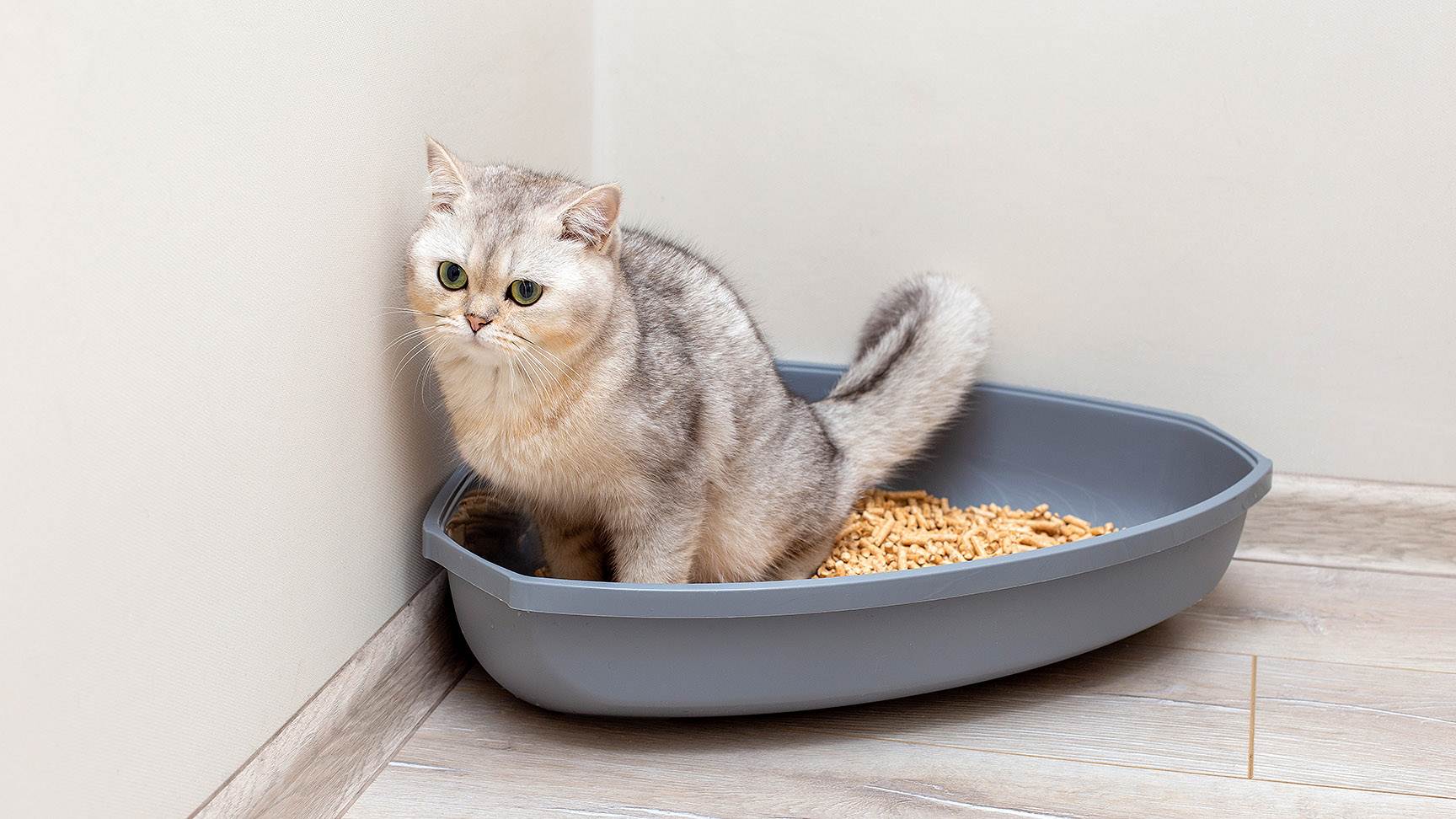 Katze auf Katzenklo