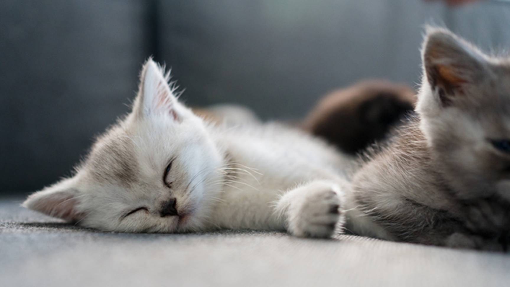 Two British Shorthair kitten