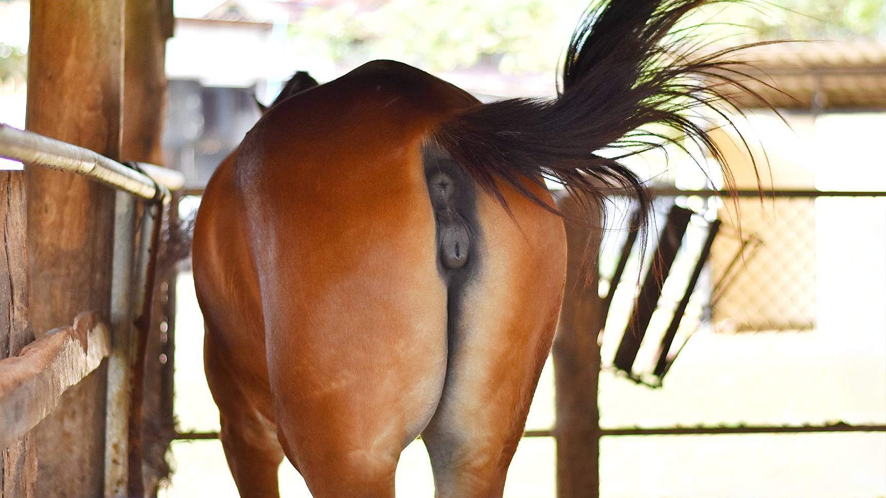 Mare: After Vulva