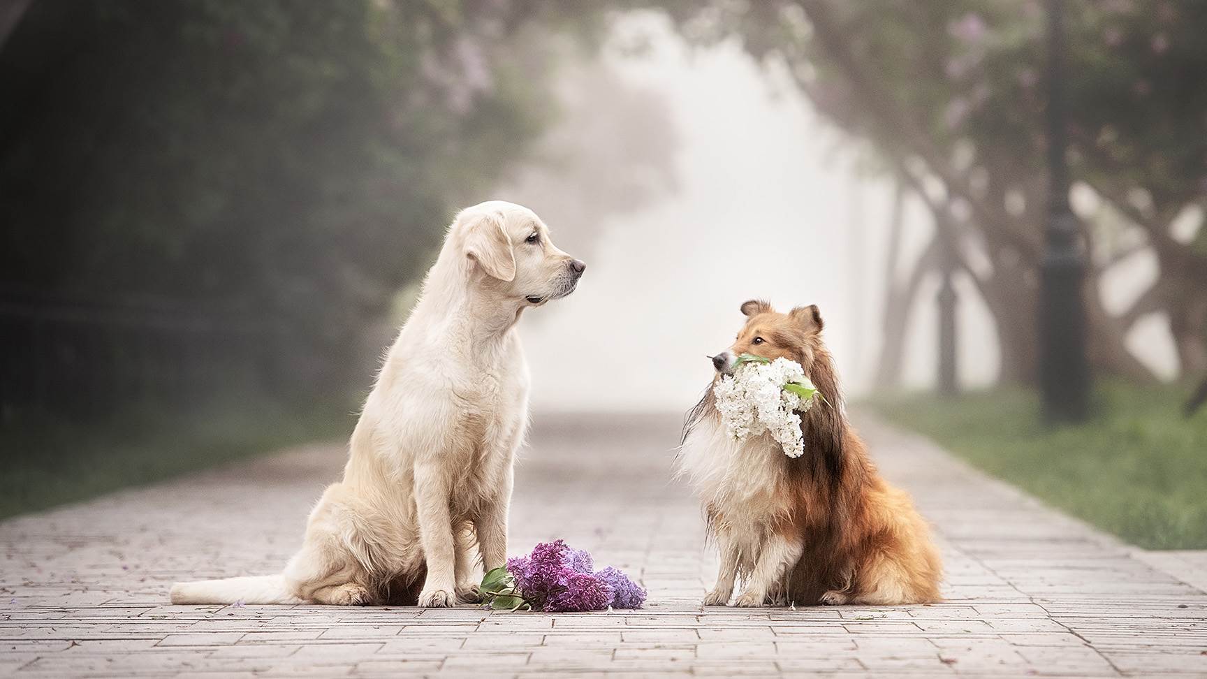 Zwei Hunde