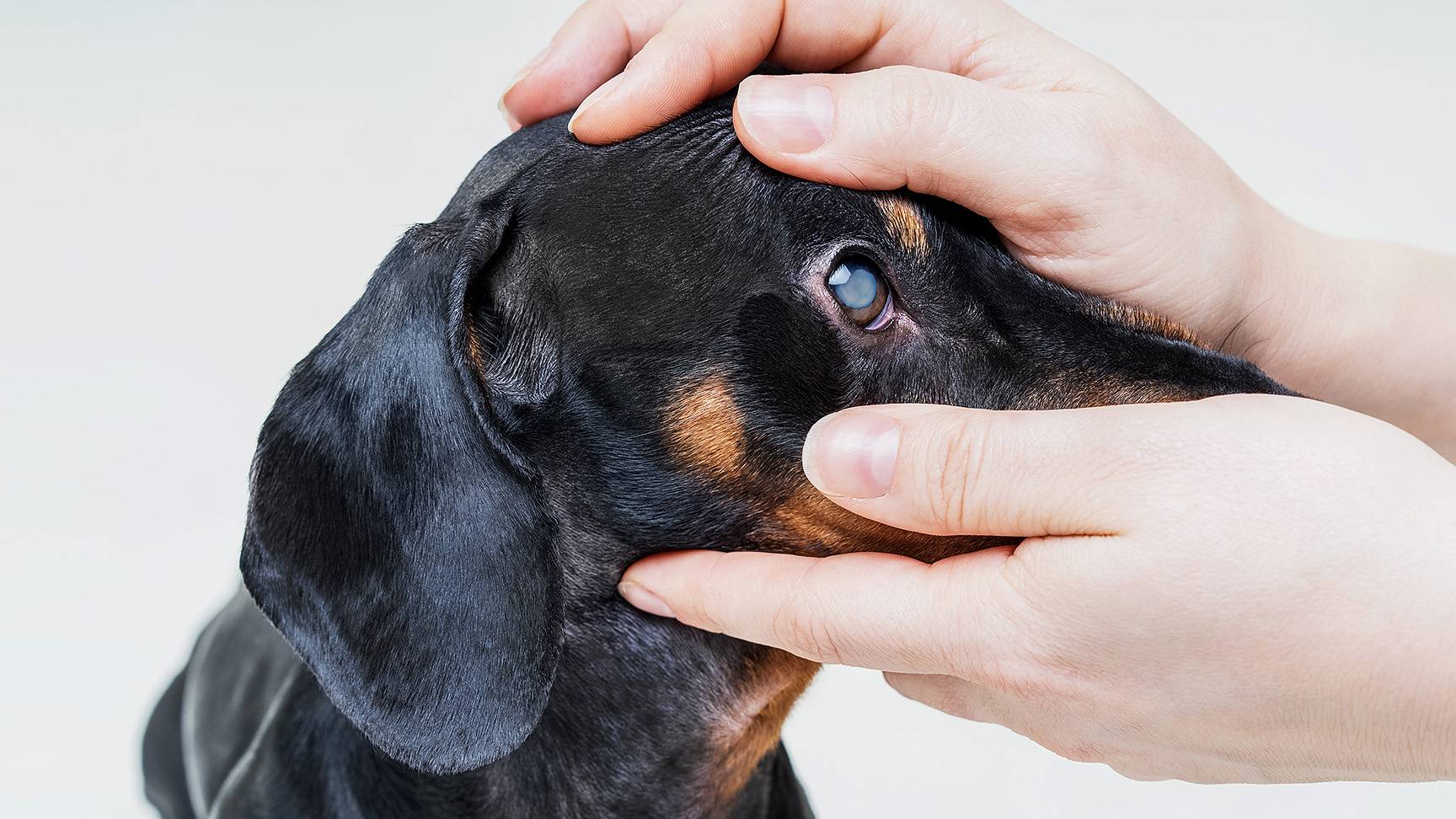 Eye exam for dachshunds