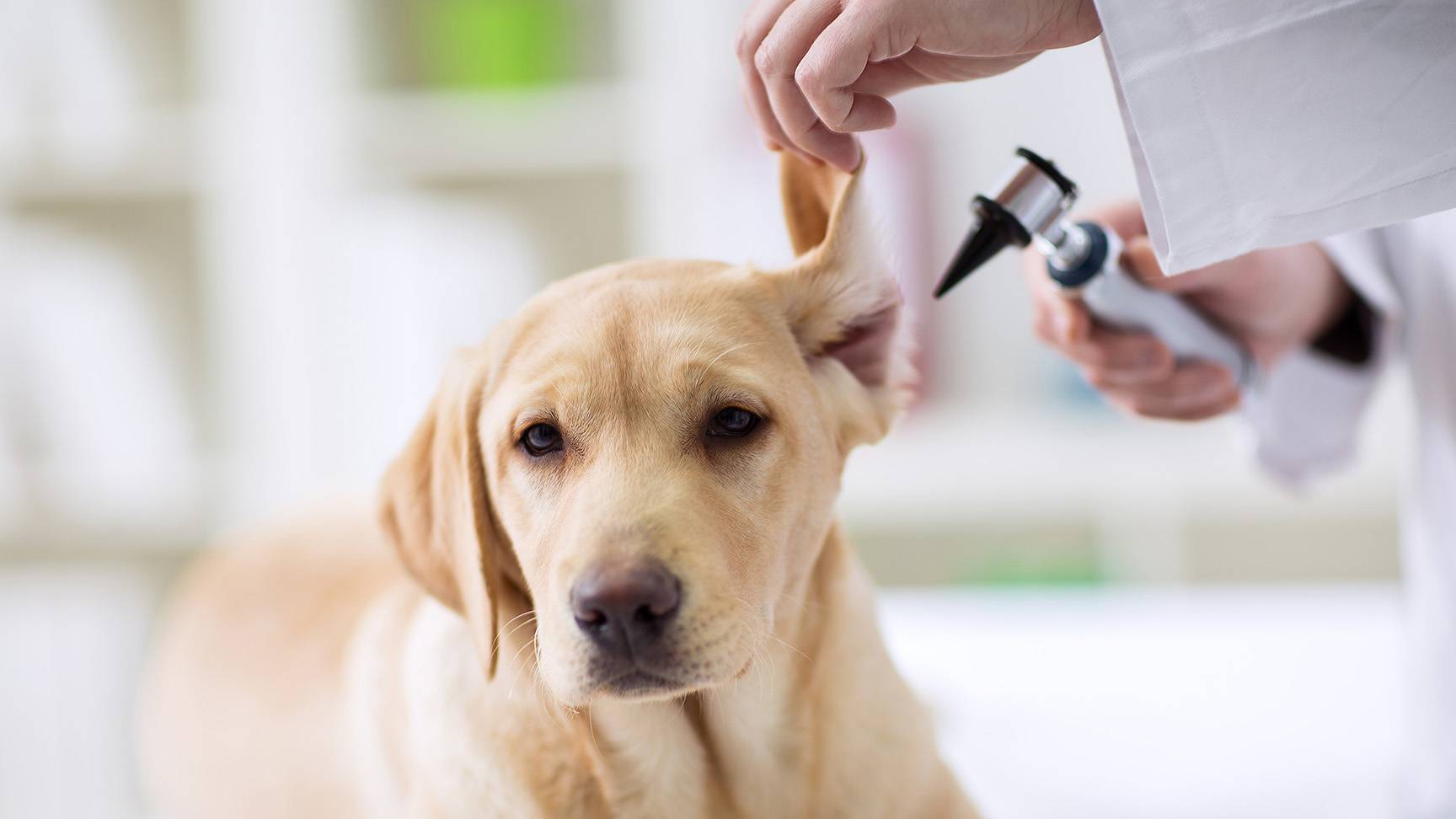 Hund Ohrenuntersuchung