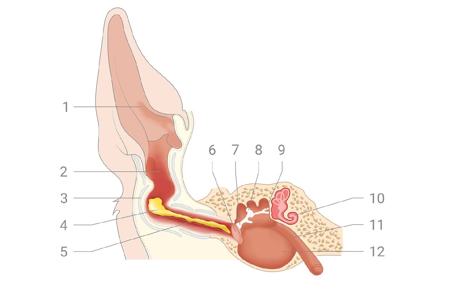 Schema Ohrenentzündung Hund