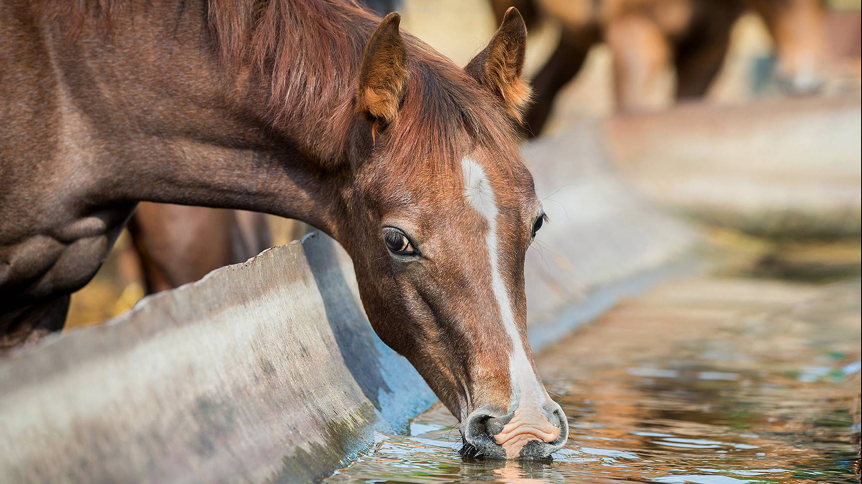 Drinking horse
