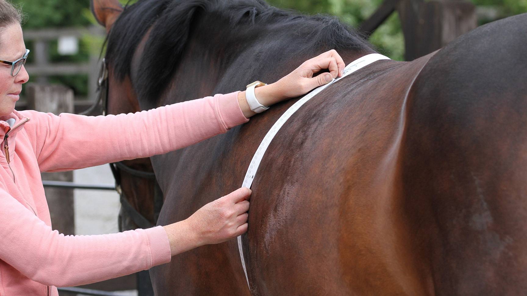 Woman measures a horse's chest circumference
