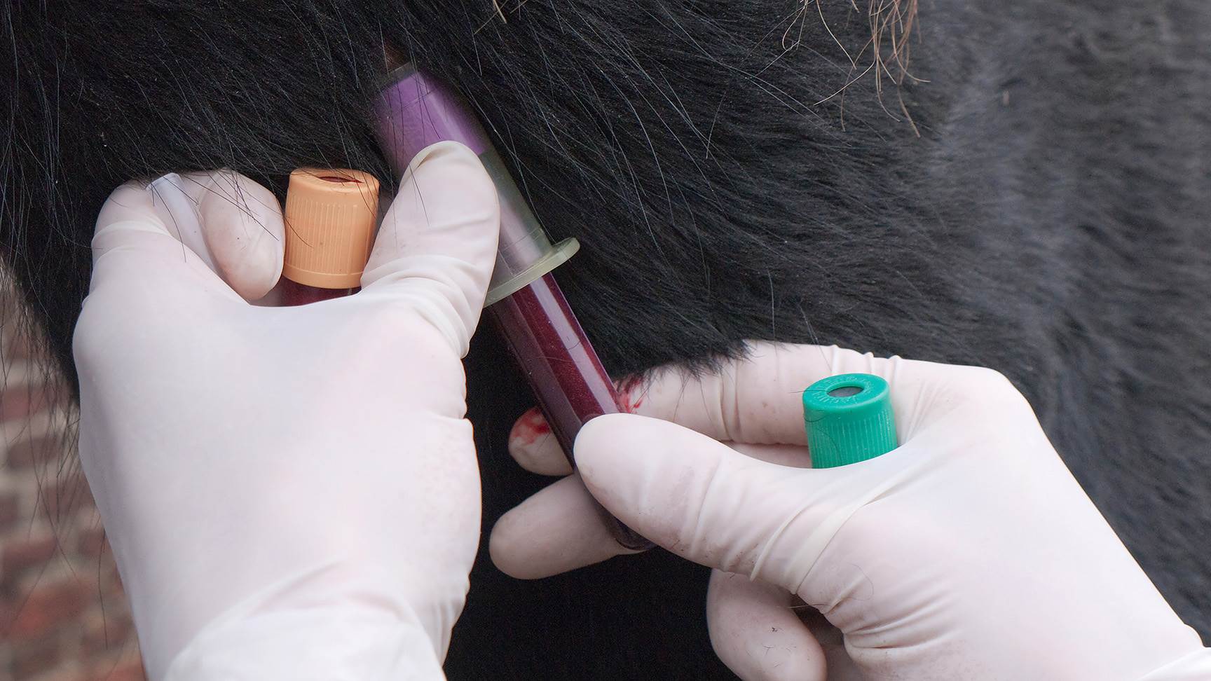 Blood sampling from horses