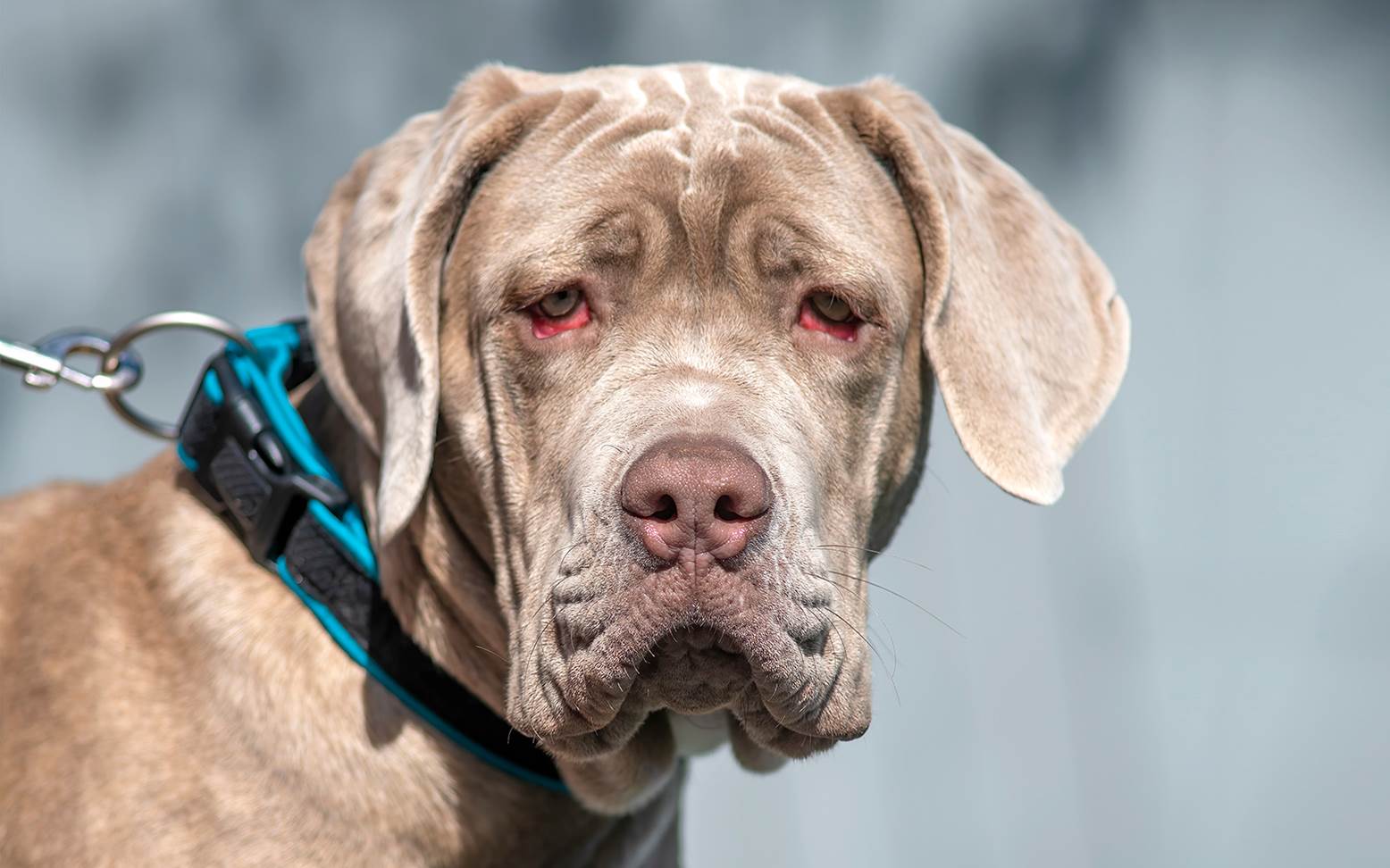 Hund mit Ektropium