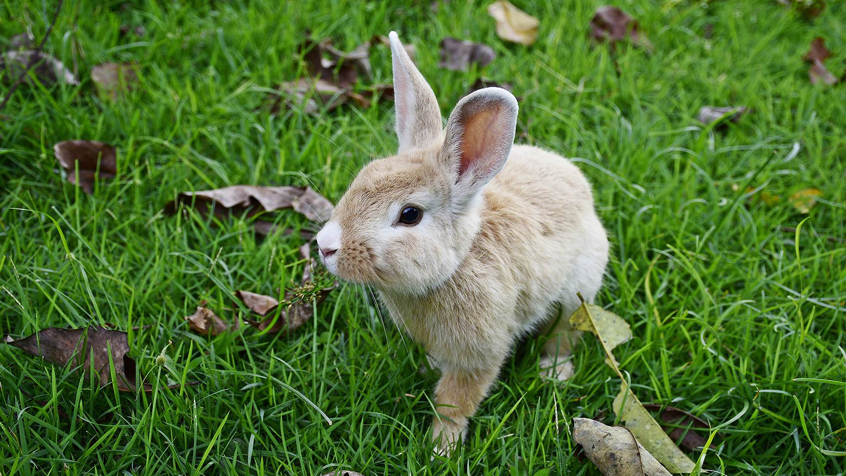 Kaninchen im Gras