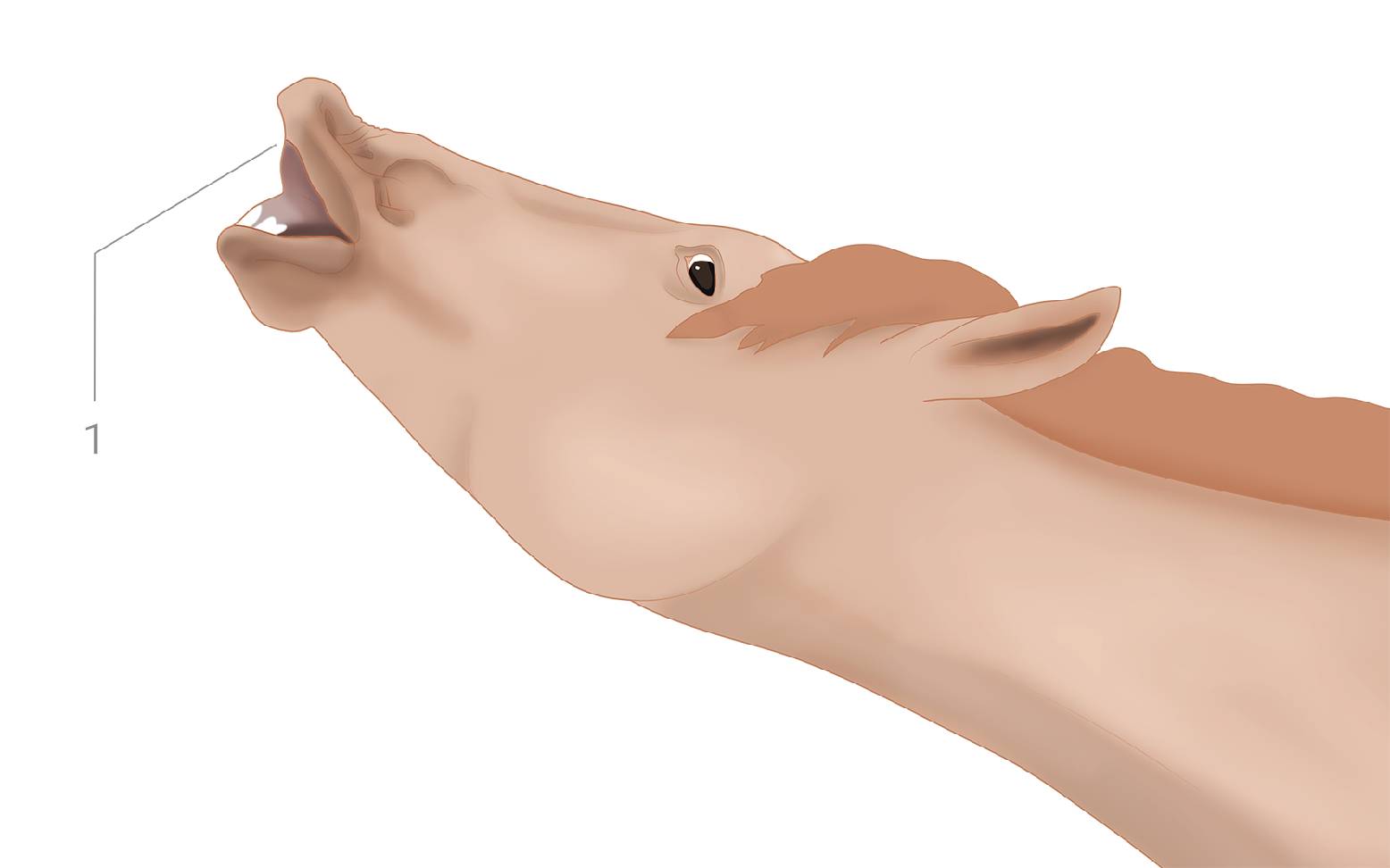 A whinnying horse