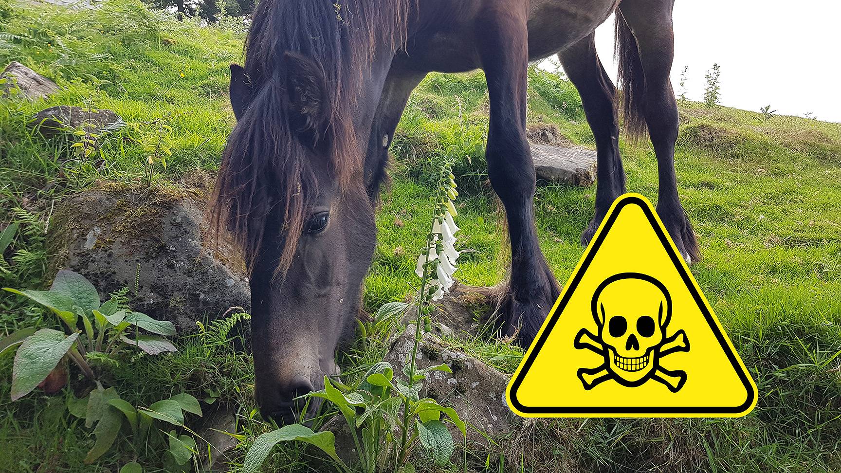 Horse thimble warning sign