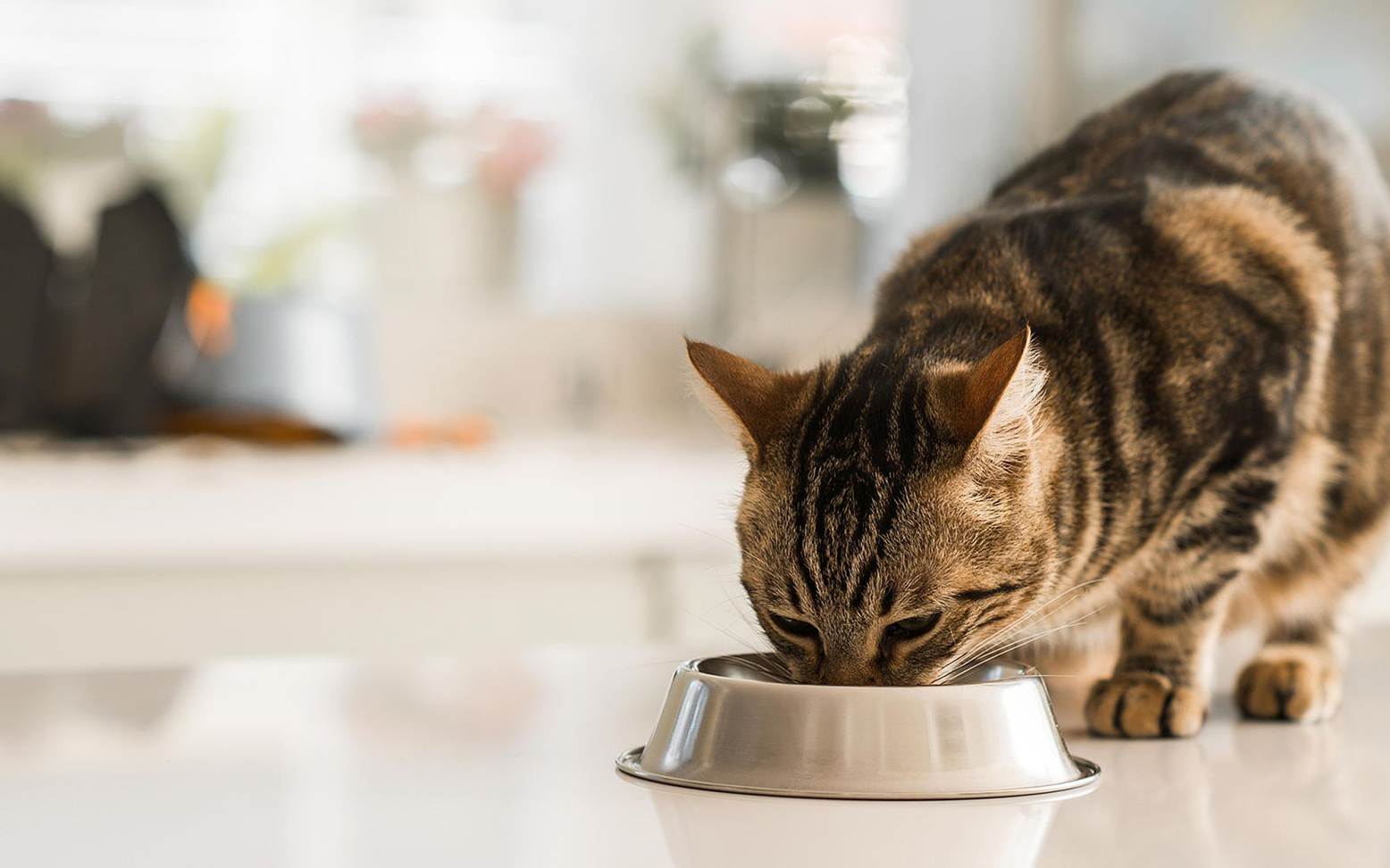 Katzen trinkt aus Napf