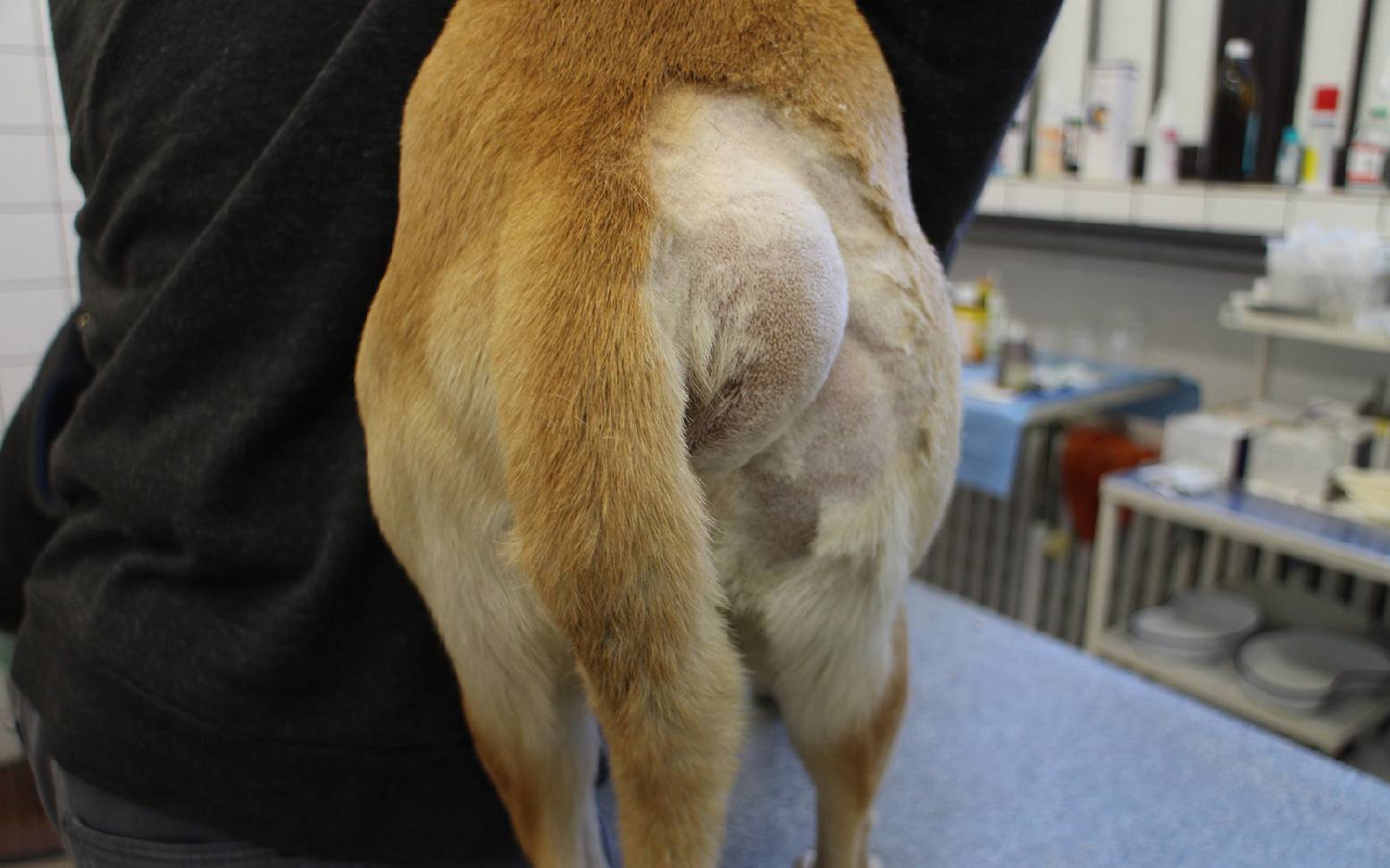 Dog with perianal hernia