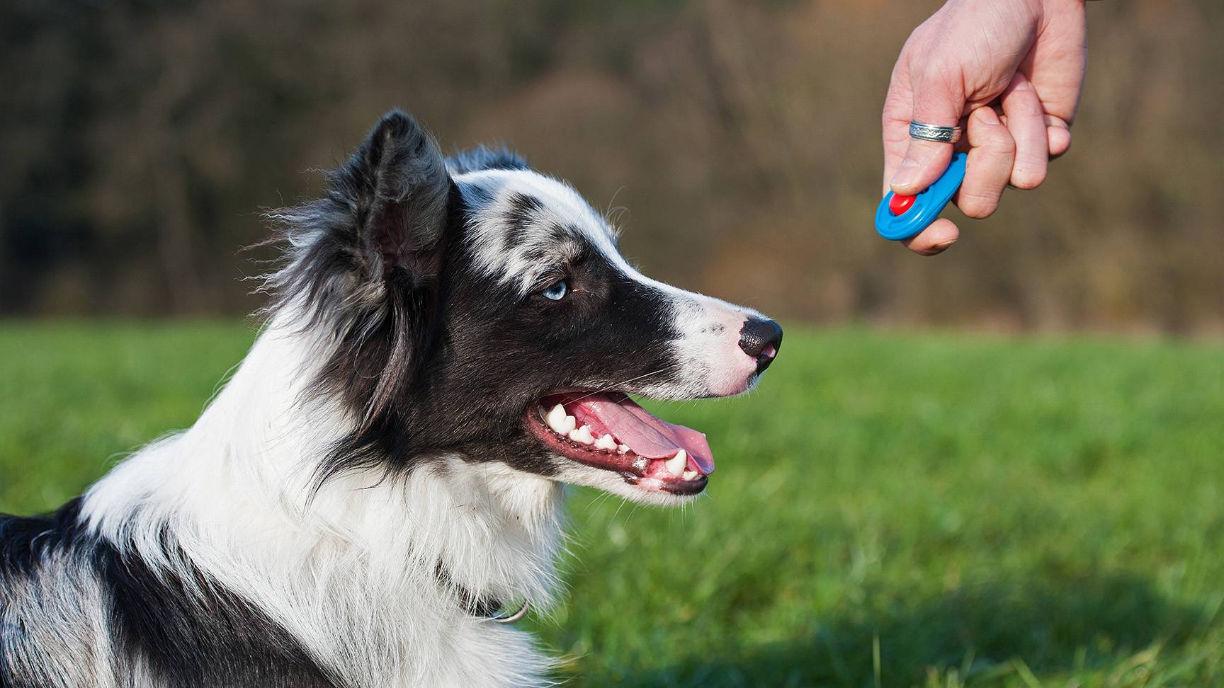 Hund und Hand mit Clicker