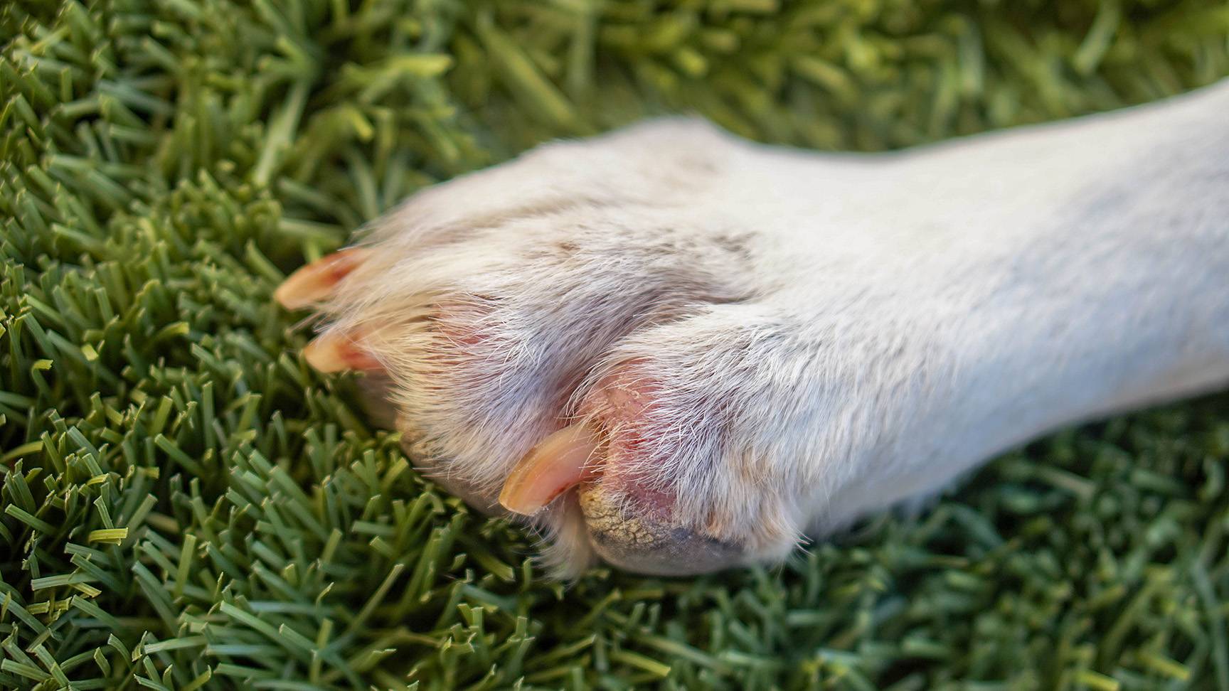 Dog paw with skin change