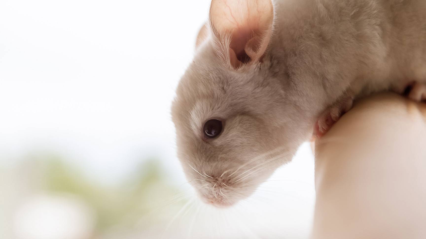 Chinchilla